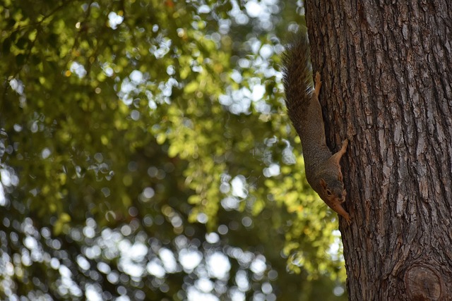 国际游客的 国际游客的